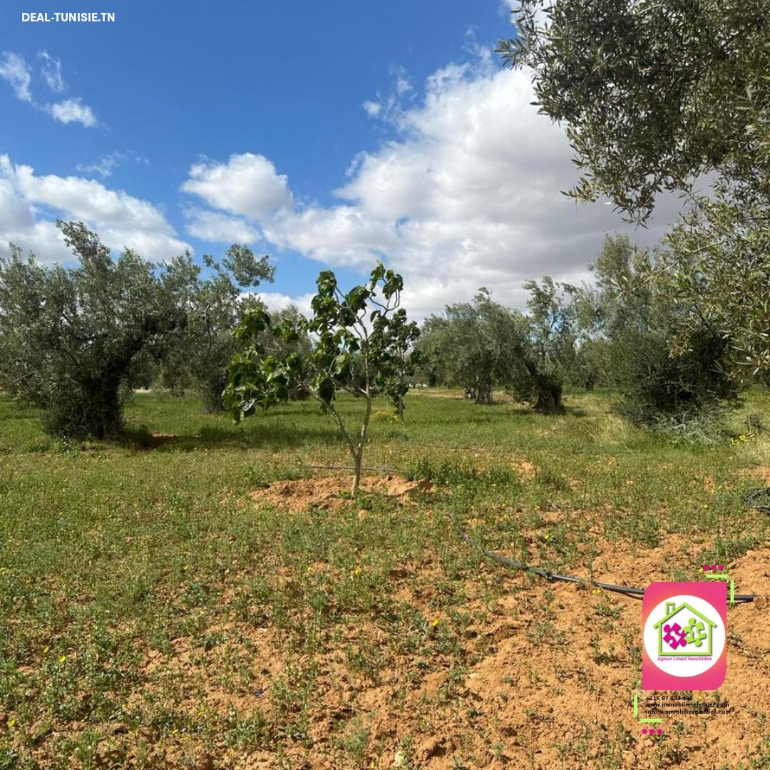 Image Annonce Deal-tunisie