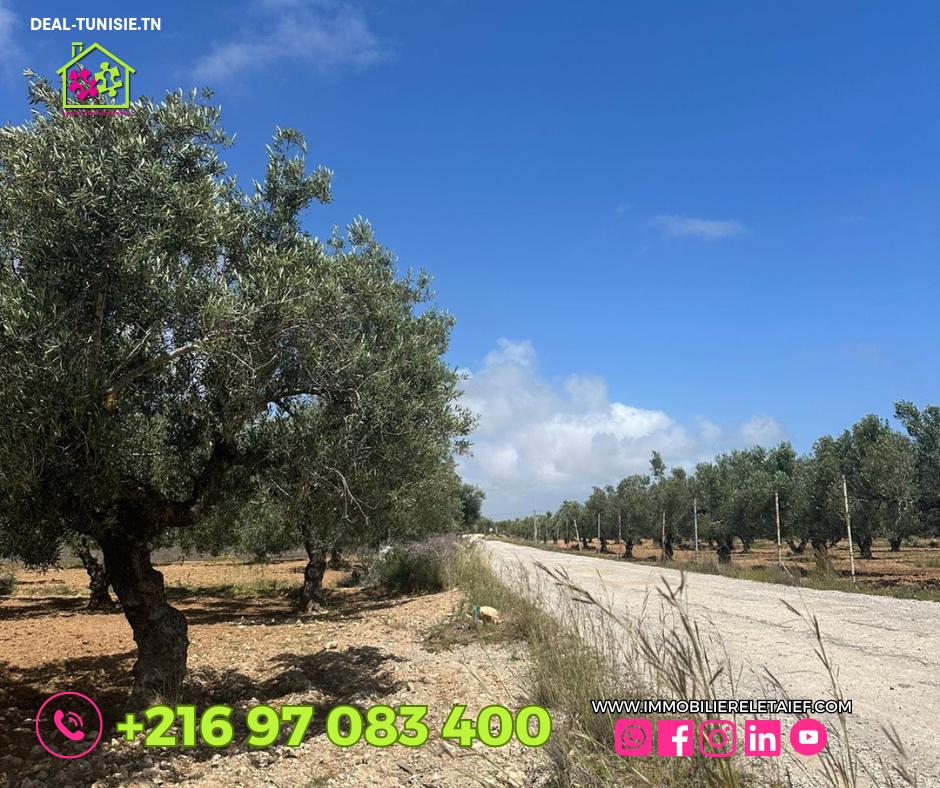 Image Annonce Deal-tunisie