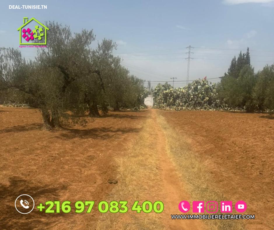 Image Annonce Deal-tunisie