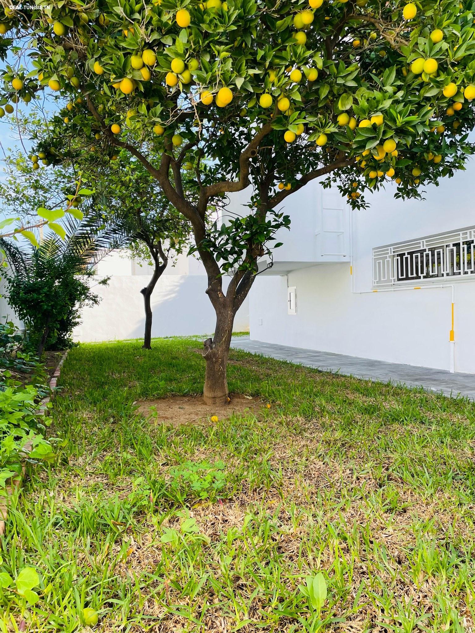 Image Annonce Deal-tunisie