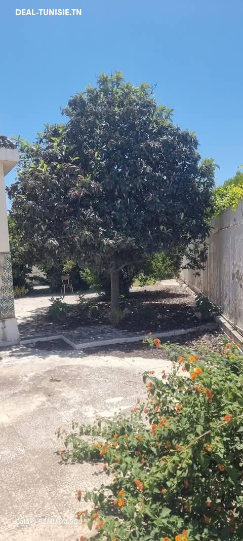 Image Annonce Deal-tunisie